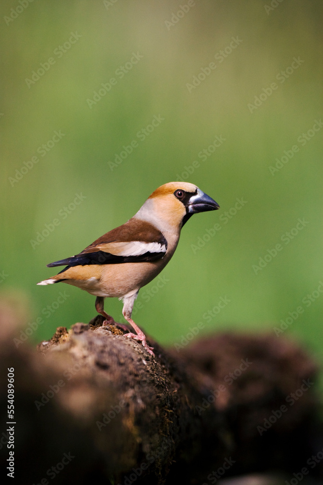Appelvink, Hawfinch, Coccothraustes coccothraustes Appelvink, Hawfinch, Coccothraustes coccothraustes