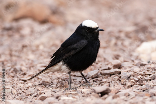 Witkruintapuit, White-crowned Wheatear, Oenanthe leucopyga photo