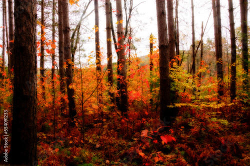 Colorful leaves in the woods