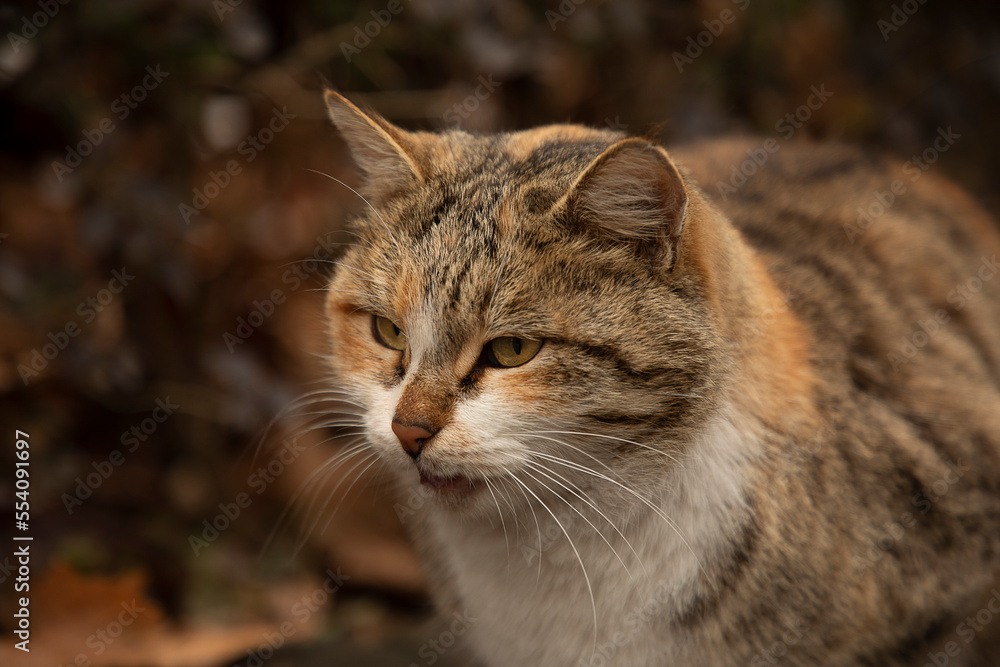 Fototapeta premium portrait of a cat