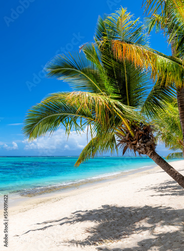 Fototapeta Naklejka Na Ścianę i Meble -  Tropical white sand beach with coco palms and the turquoise sea on Caribbean island.