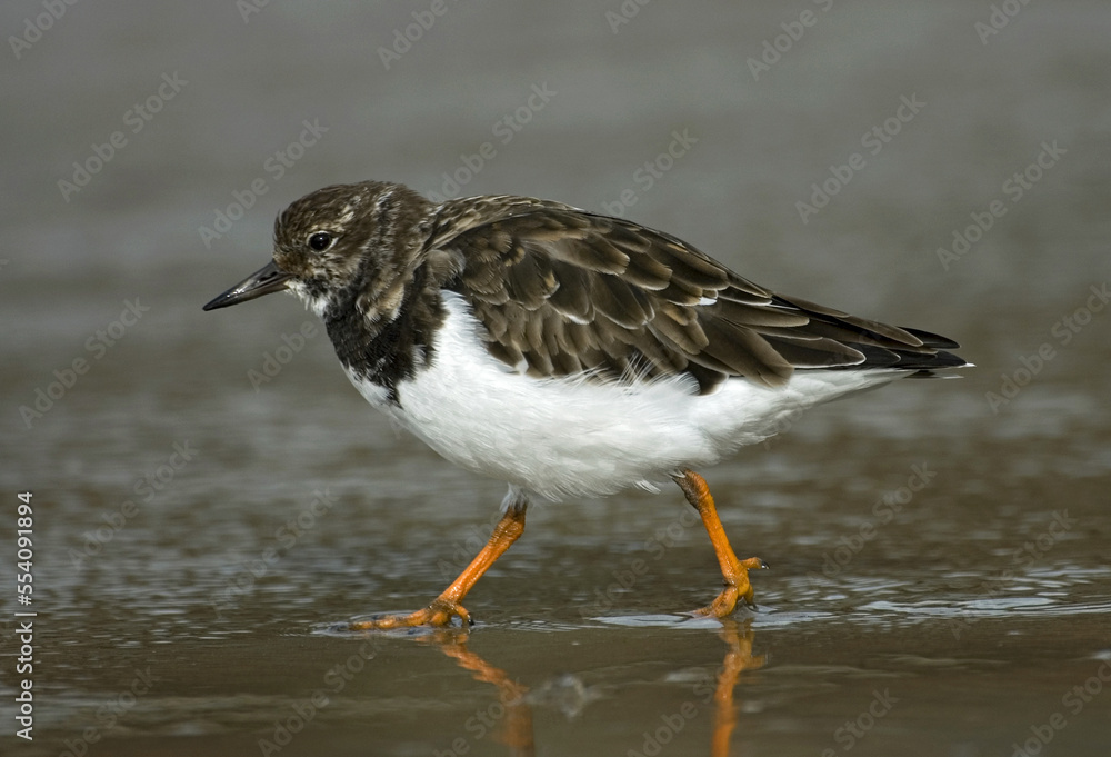 Ruddy Turnstone, Steenloper, Arenaria interpres