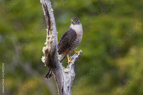 Chileense Sperwer, Chilean Hawk, Accipiter chilensis photo