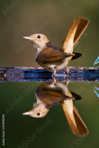 Nachtegaal, Common Nightingale, Luscinia megarhynchos photo