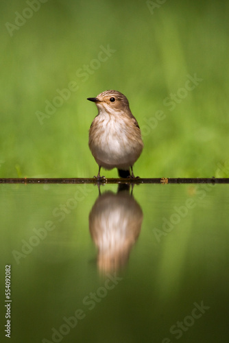 Grauwe Vliegenvanger, Spotted Flycatcher, Muscicapa striata photo