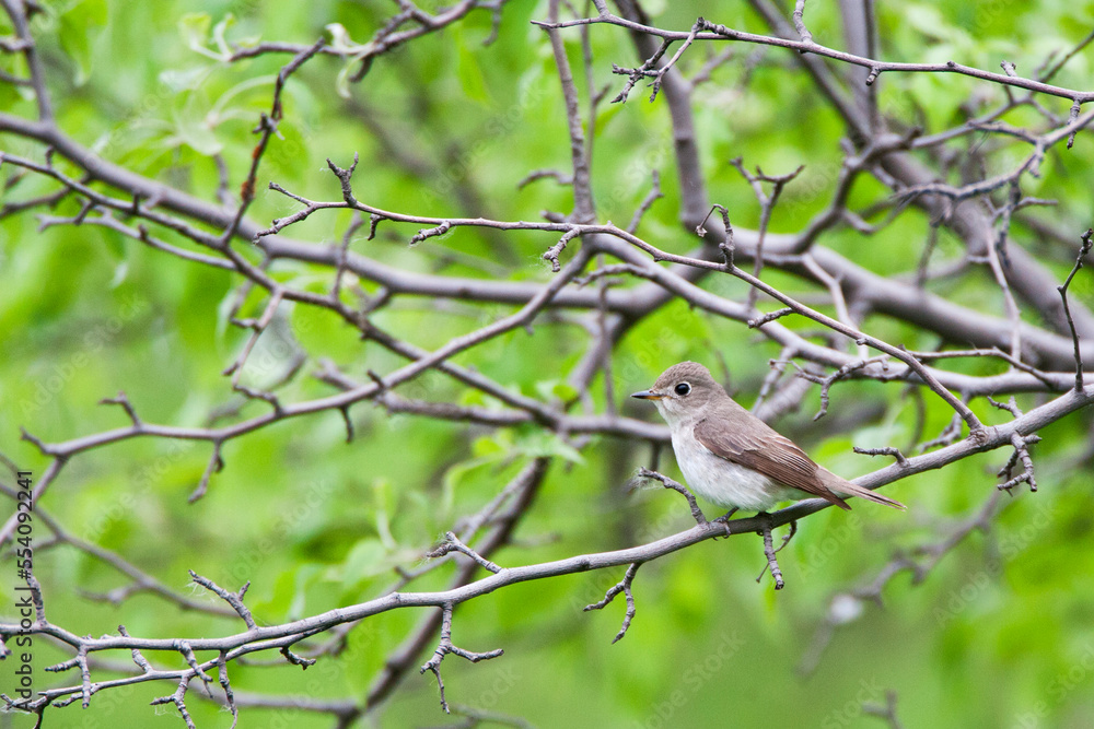 Bruine Vliegenvanger, Brown Flycatcher, Muscicapa dauurica Bruine Vliegenvanger, Brown Flycatcher, Muscicapa dauurica