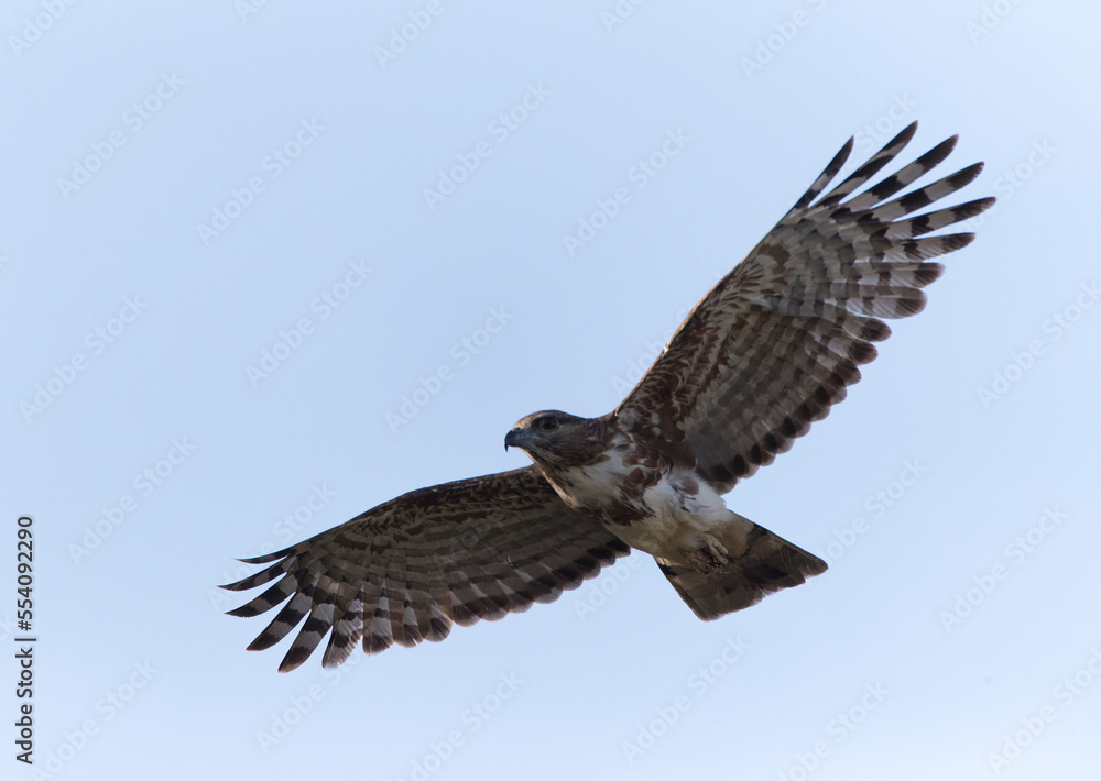 Obraz premium Madagaskarkoekoekswouw, Madagascar Cuckoo Hawk, Aviceda madagascariensis