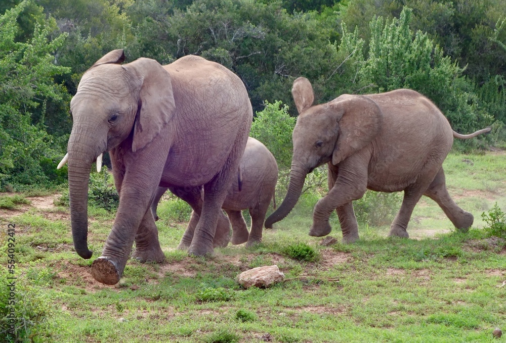 Fototapeta premium Addo Parc South Afrika Elefant Big Smal, elefant, tier, safari, säugetier, wild lebende tiere, natur, big, wild, baby, elfenbein, afrikanische elefanten, addo, park