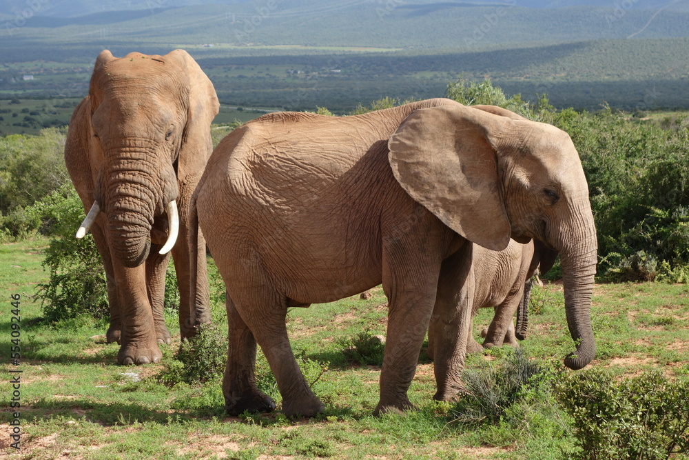 Obraz premium Addo Parc South Afrika Elefant Big Smal