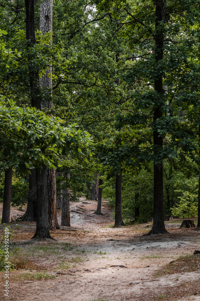 Mixed forest and path in the thicket in the summer in a suburb of a big city. Mixed forest and path in the thicket in the summer in a suburb of a big city.