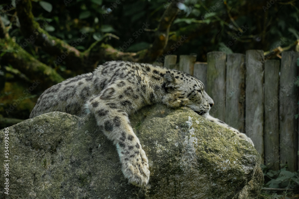 Leopard on the rock Leopard on the rock