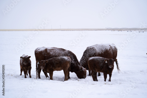 Cattle in the Snow