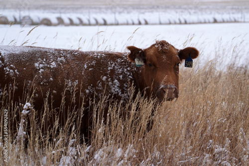 Cow in Snow