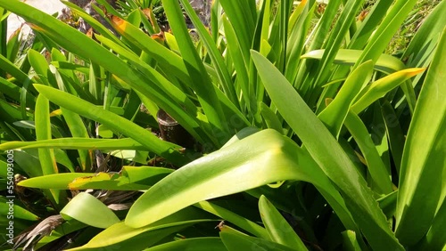 The beautiful Caribbean coast with the purest water in the archaeological zone of Tulum, Mexico. Slow motion footage.