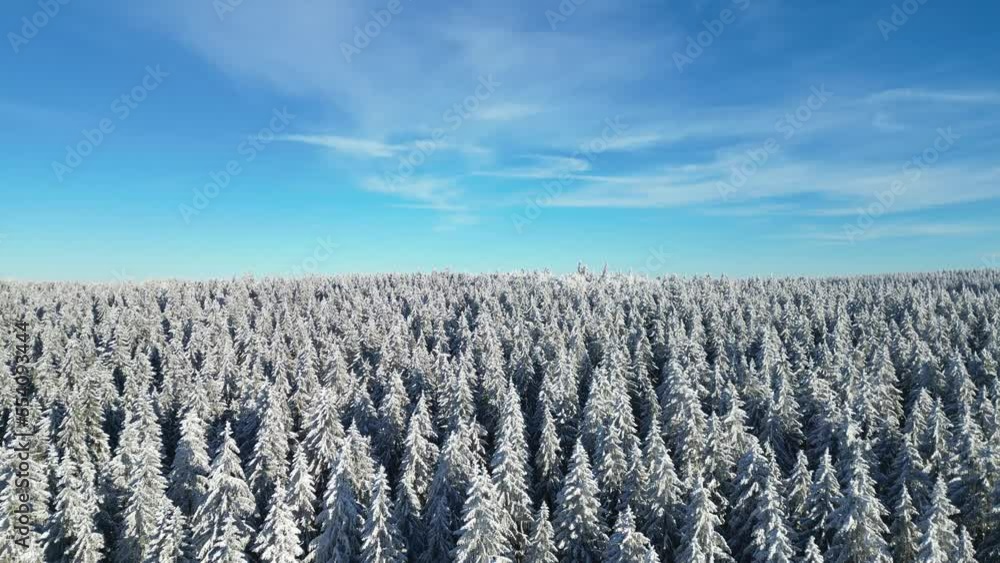 Rising above the snow covered fir tree forest under the blue sky Rising above the snow covered fir tree forest under the blue sky