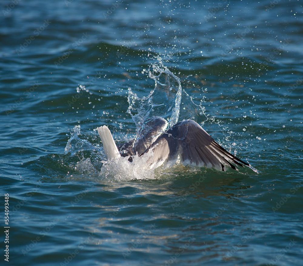 Photo of a seagull diving underwater