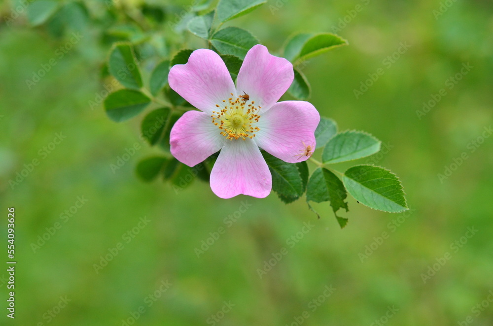 wildlife in a wild rose wildlife in a wild rose