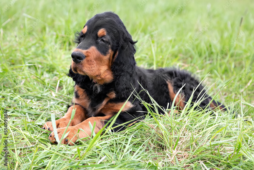 Gordon setter puppy lies on the green grass
