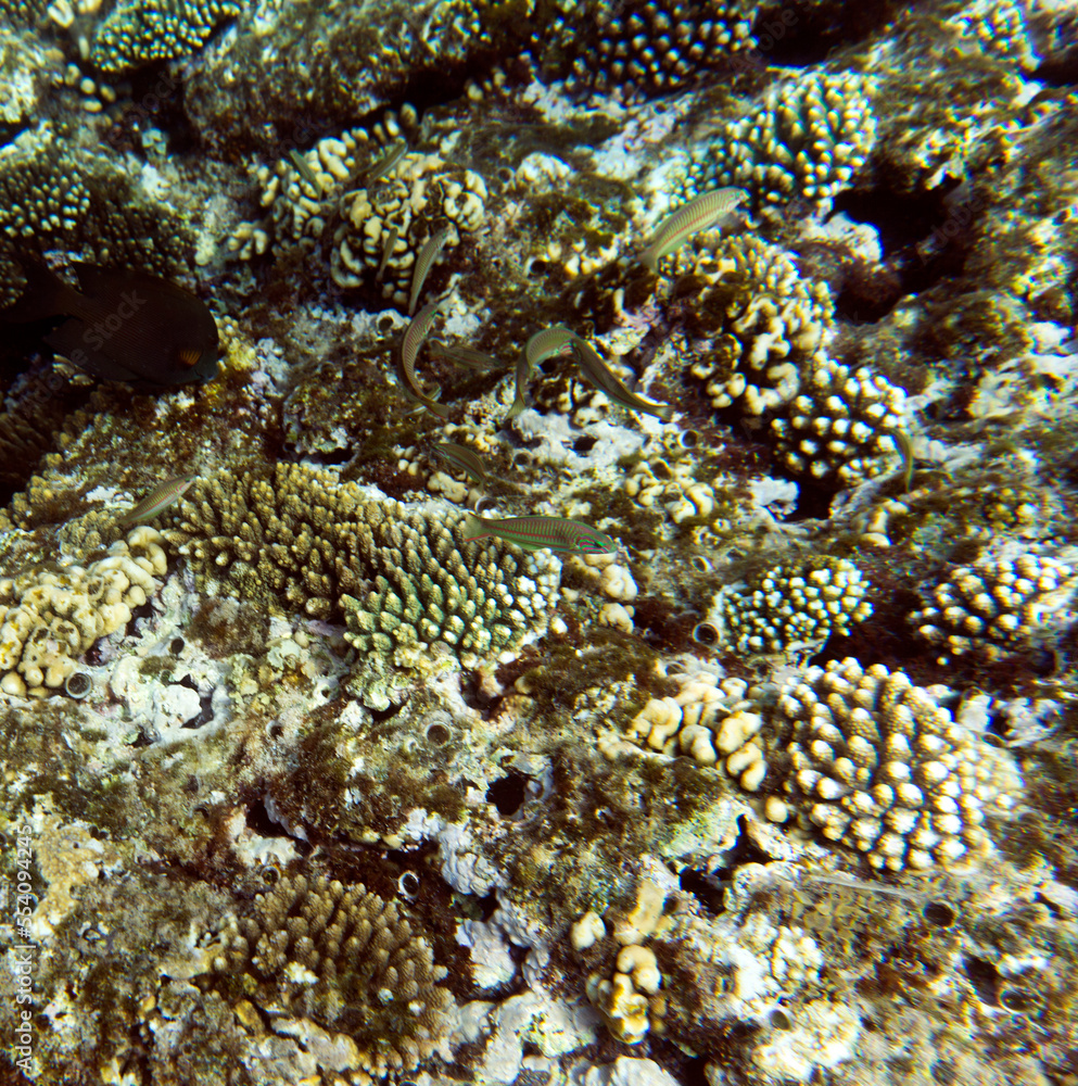 View of coral reef in Sharm El Sheik View of coral reef in Sharm El Sheik