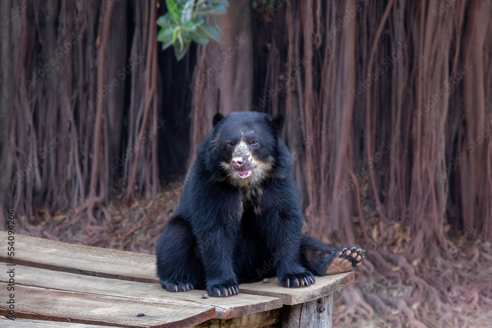 Spectacled bear sitting in selective focus with blurred forest background Spectacled bear sitting in selective focus with blurred forest background