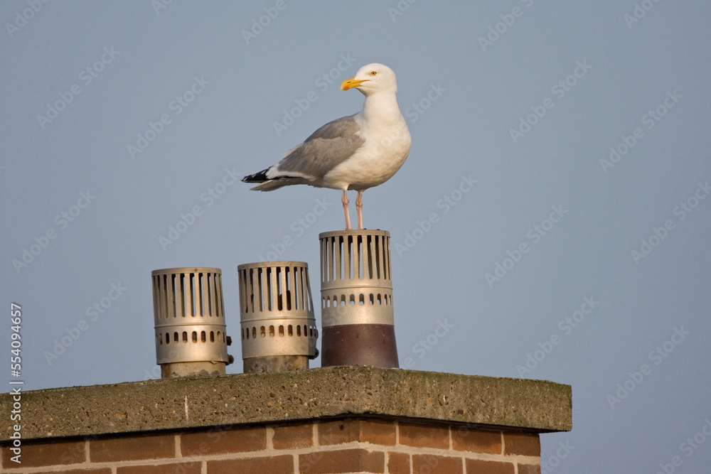 Zilvermeeuw, Herring Gull, Larus argentatus Zilvermeeuw, Herring Gull, Larus argentatus
