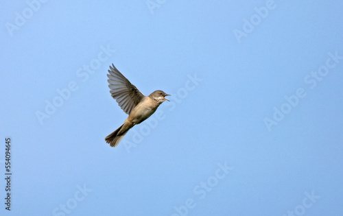 Common Whitethroat, Grasmus, Sylvia communis