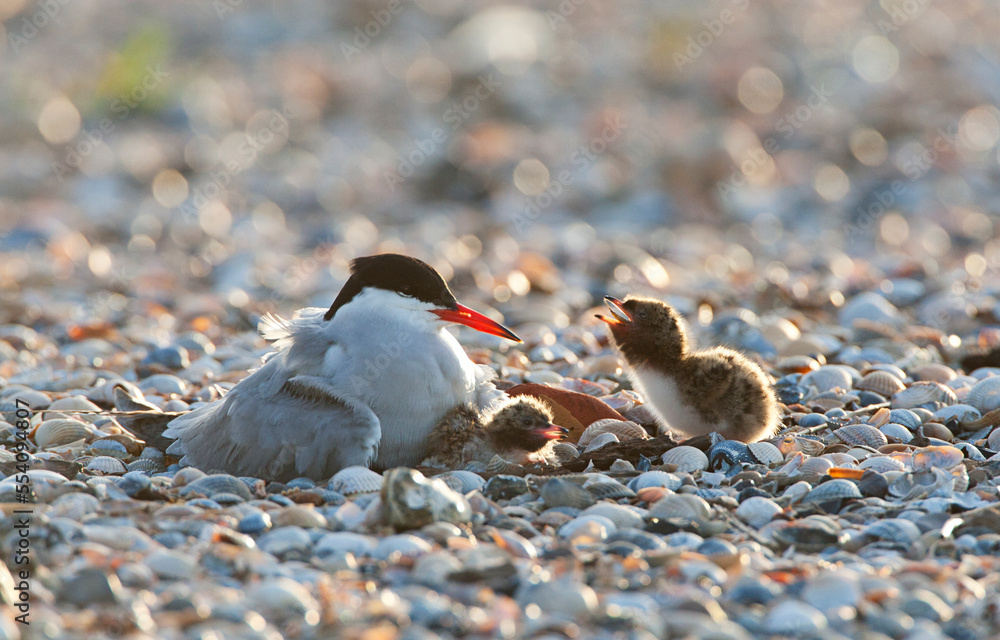 Visdief; Common Tern; Sterna hirundo
