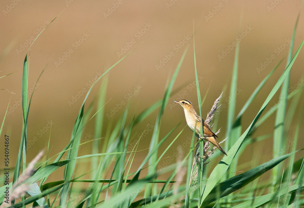 Fototapeta premium Waterrietzanger, Aquatic Warbler, Acrocephalus paludicola
