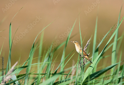 Waterrietzanger, Aquatic Warbler, Acrocephalus paludicola photo
