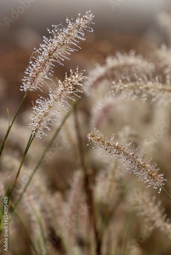 grass in morning