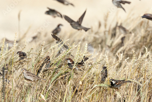 Spaanse Mus, Spanish Sparrow, Passer hispaniolensis photo