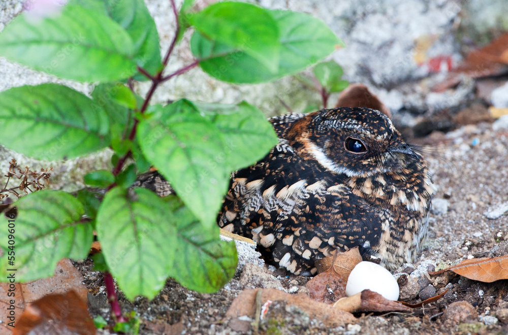 Fototapeta premium Vleugelbandnachtzwaluw, Band-winged Nightjar, Systellura longirostris