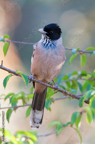 Strepengaai, Black-headed Jay, Garrulus lanceolatus photo