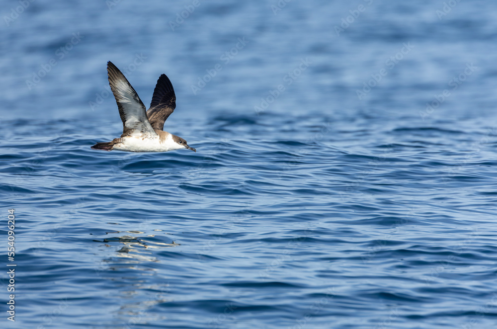 Fototapeta premium Great Shearwater, Ardenna gravis