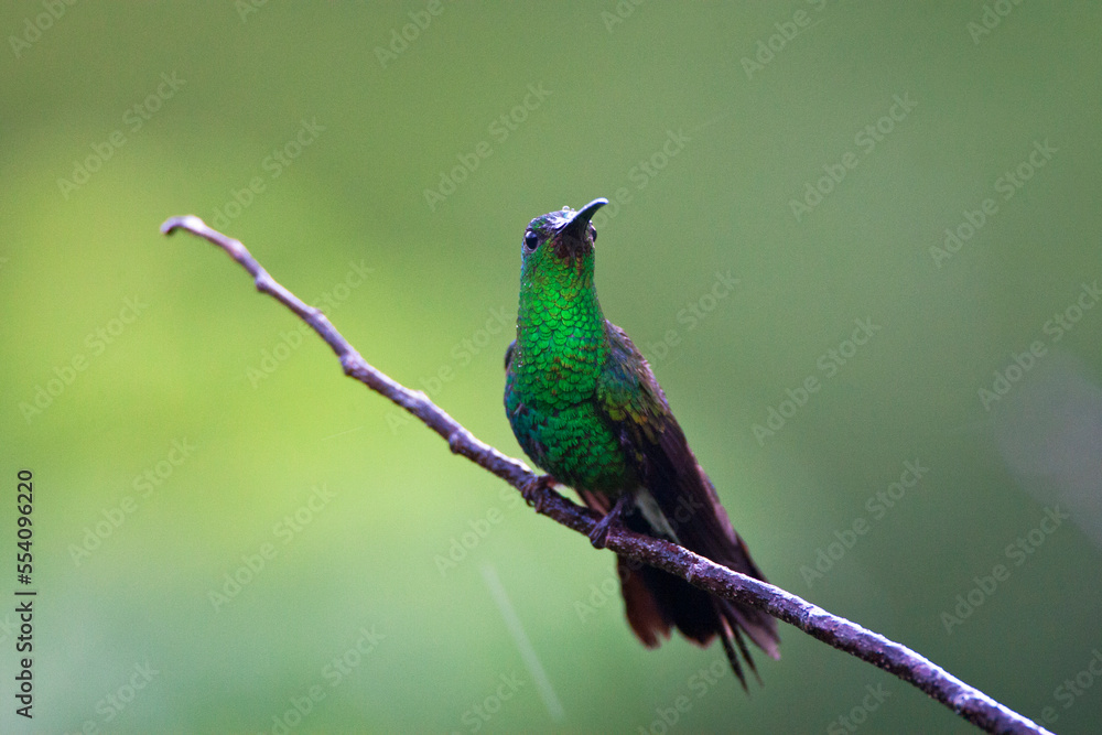 Fototapeta premium Buffons Pluimkolibrie, White-vented Plumeleteer, Chalybura buffonii aeneicauda
