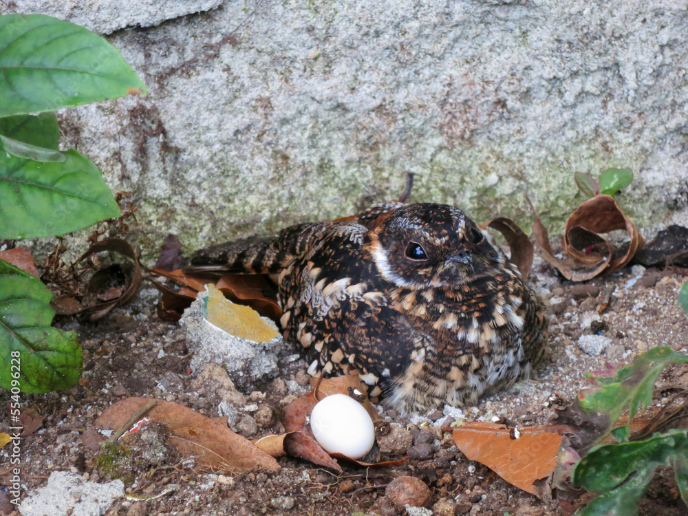 Vleugelbandnachtzwaluw, Band-winged Nightjar, Systellura longirostris Vleugelbandnachtzwaluw, Band-winged Nightjar, Systellura longirostris