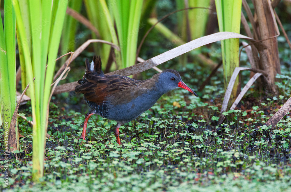 Bogotáwaterral, Bogota Rail, Rallus semiplumbeus Bogotáwaterral, Bogota Rail, Rallus semiplumbeus