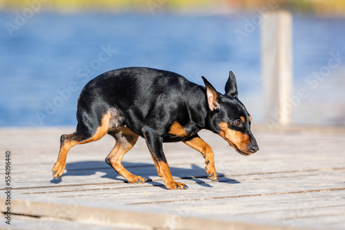 Frightened black dog walks on a wooden deck against the background of blue water