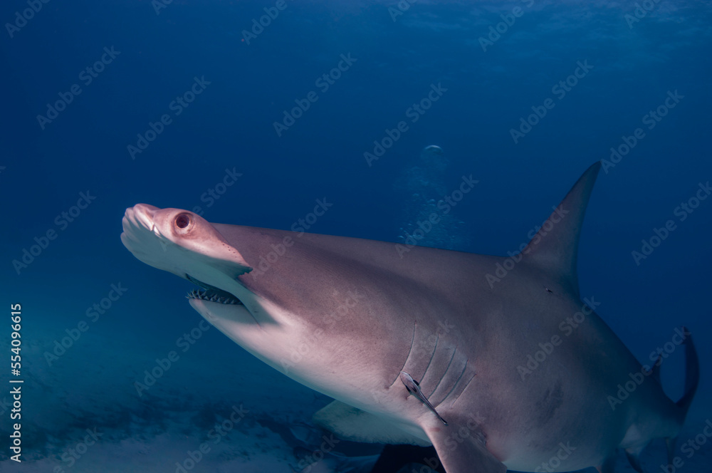 The critically endangered great hammerhead shark Stock Photo | Adobe Stock