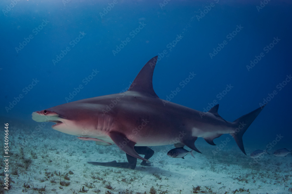 The critically endangered great hammerhead shark Stock Photo | Adobe Stock
