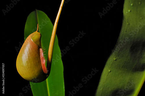 A pitcher plant, Nepenthes bicalcarata, found along the Headhunters Trail in Gunung Mulu National Park.; Gunung Mulu National Park, Sarawak, Borneo, Malaysia.