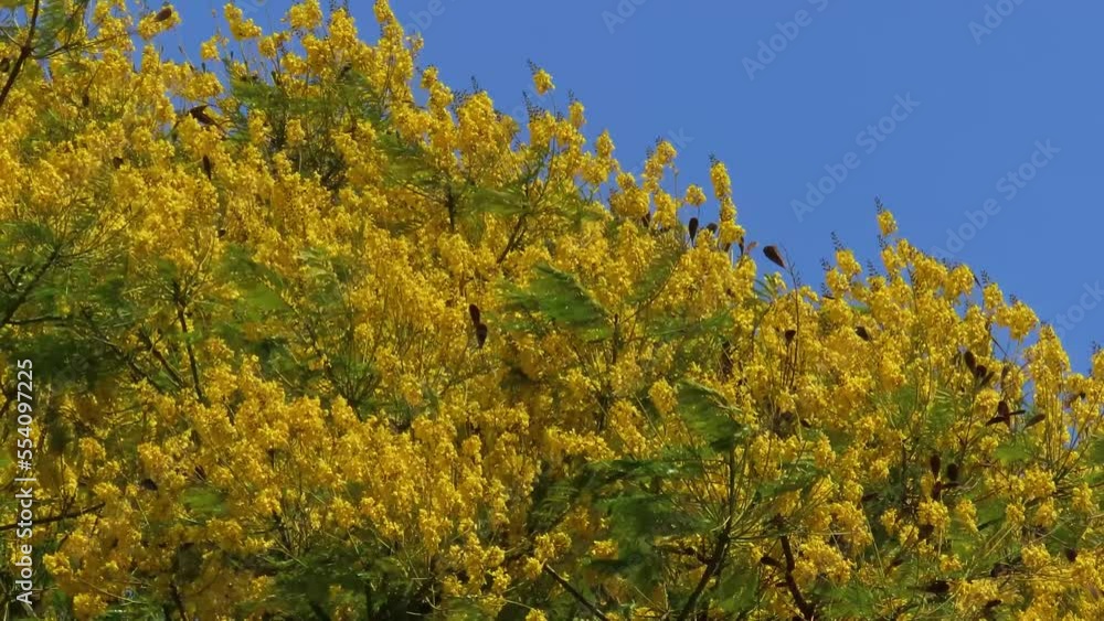 Yellow flowering tree on blue sky in the wind. Nature background. Yellow flowering tree on blue sky in the wind. Nature background.