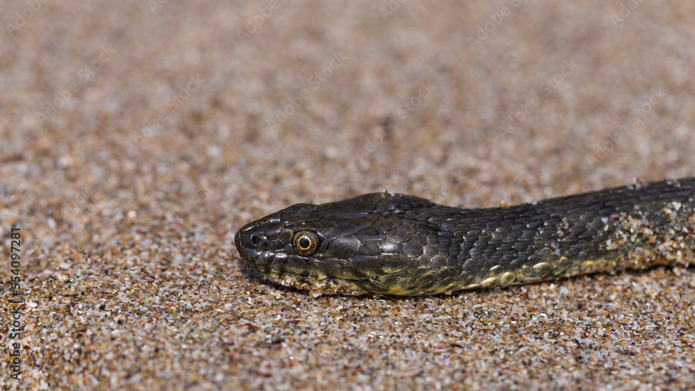 Natrix tessellata. The dice snake is a European non venomous snake belonging to the family Colubridae, subfamily Natricinae. The reptile lives on the sandy beach of the Black Sea. Natrix tessellata. The dice snake is a European non venomous snake belonging to the family Colubridae, subfamily Natricinae. The reptile lives on the sandy beach of the Black Sea.