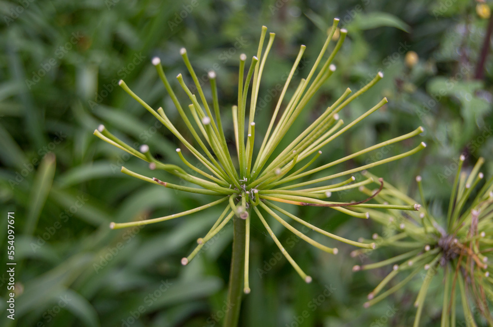 Cyperus papyrus plant close up view in a garden Cyperus papyrus plant close up view in a garden