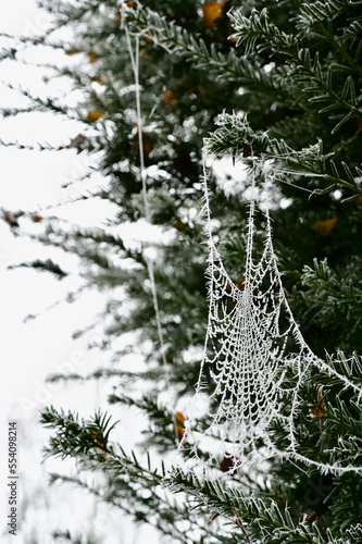 White frost covered spider web (cobweb) on a green bush