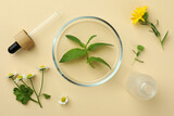 Flat lay composition with Petri dish and plants on beige background