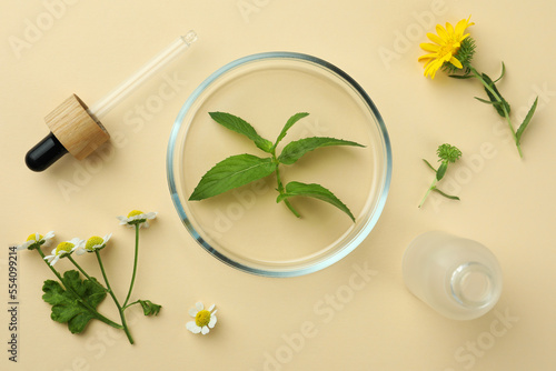 Flat lay composition with Petri dish and plants on beige background