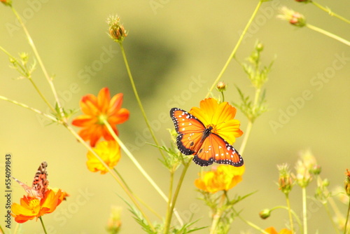 Borboleta