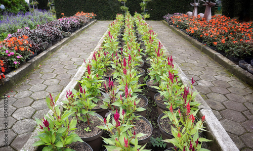 Beautiful flower gardens and field nurseries with celosia spicata in the middle and several other flowers plant. photo