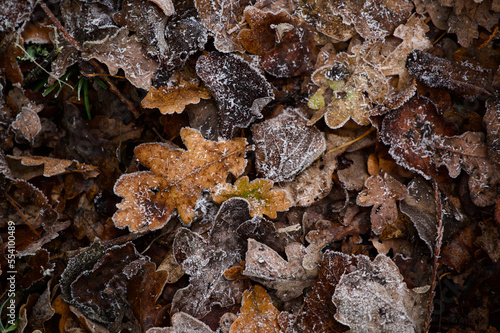 Fallen autumn oak leaves on muddy winter ground
